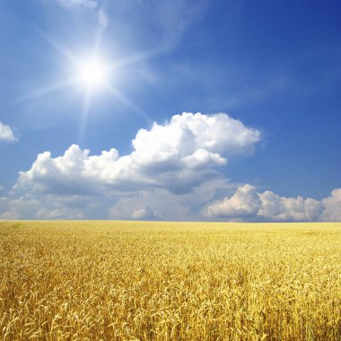 Buğday tarlası ve güneşli mavi gökyüzü