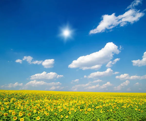 Campo Girasoli Sole Blu — Foto Stock