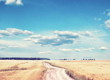 Yazın sonunda tamamen olgunlaşmış buğday tarlaları