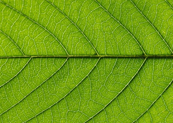 Close Textura Folha Verde — Fotografia de Stock