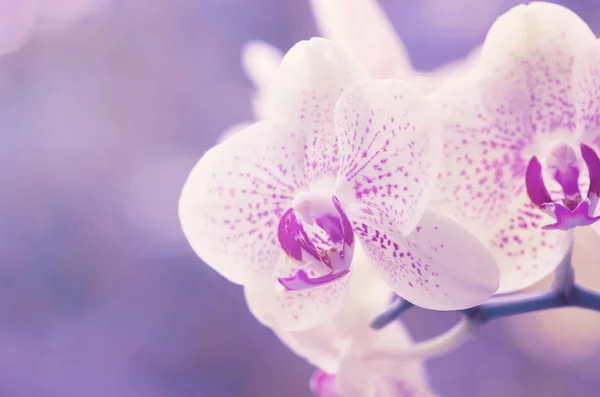 Orquídea Isolada Sobre Fundo Verde — Fotografia de Stock