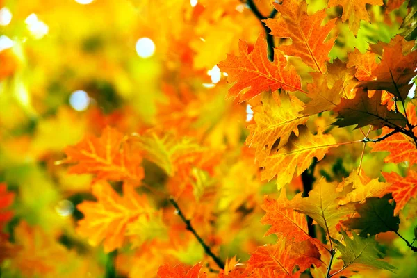 Листья Ветвях Осеннего Леса — стоковое фото