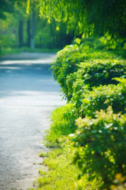 Doğadaki güzel yeşil yapraklar, yaz arkaplanı.