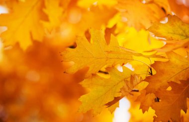 Sonbahar ormanlarındaki dallarda yapraklar.