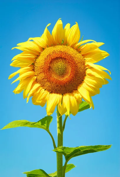 Gebied Van Zonnebloemen Blauwe Zon Hemel — Stockfoto