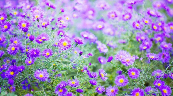 Zdjęcie Kwiatów Chryzantemy Jesienny Ogród — Zdjęcie stockowe