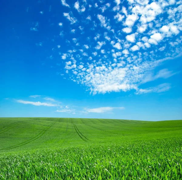 Grünes Feld Und Blauer Himmel Mit Wolken — Stockfoto