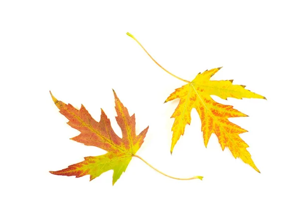 Autumn Maple Leaves Whit — Stock Photo, Image
