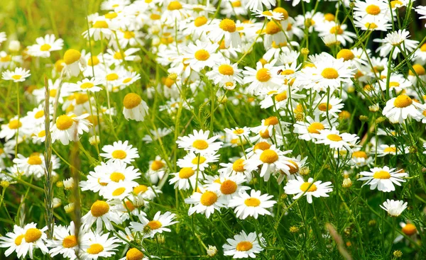 Sommerblumen Kamillenblüten Auf Der Wiese — Stockfoto