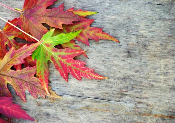 Autumn Leaves Wooden Background — Stock Photo, Image