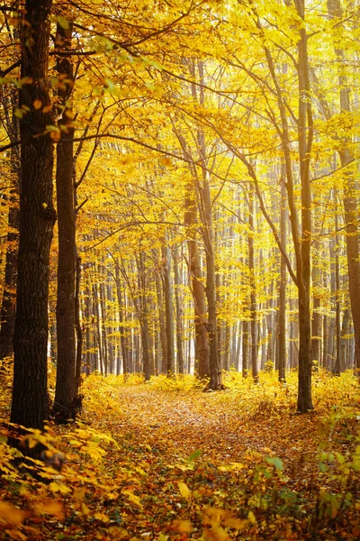 Gouden Herfst Bos Met Zonnestralen — Stockfoto