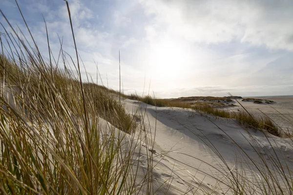 Hardy marram grass on coastal sand dunes — Stock Photo, Image