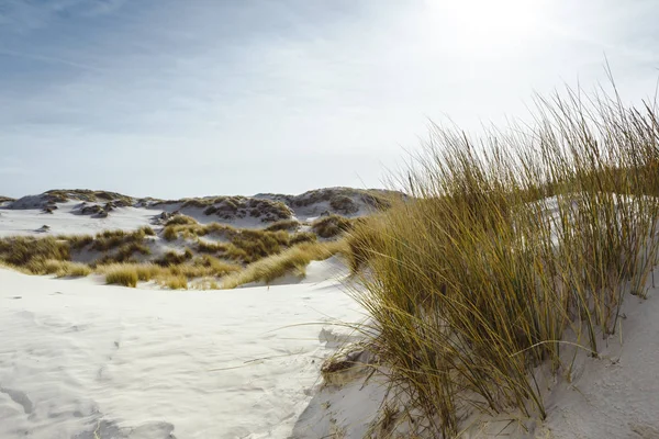 White sand coastal dunes with marram grass — Stock Photo, Image