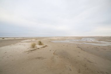 Sahilde beyaz kum tepeleri ve kuru otlar