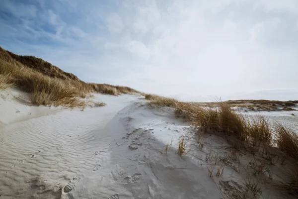 Hardy marram erba su dune di sabbia bianca incontaminata — Foto Stock