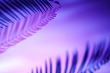Palm fronds canlı mor gradyan backgroun gölgeler döküm