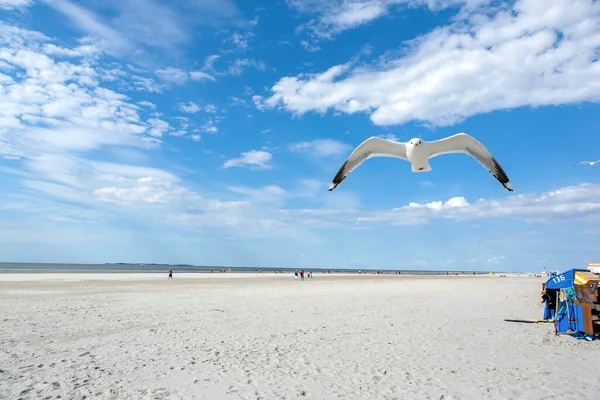 Close Flying White Seagull Blue Sky Sunny Day White Sand — Stock Photo, Image