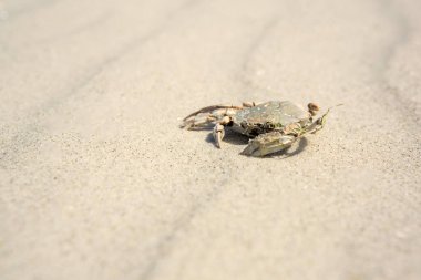 Yengeç kabuğu ya da dış iskelet, yukarıdaki deniz kıyısında bir tatil kavramına sahip tropikal bir plajda beyaz gelgit kumları üzerinde dalgalanmalar arasında uzanır.