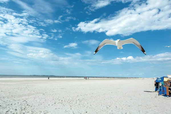 Close Flying White Seagull Blue Sky Sunny Day White Sand — Stock Photo, Image