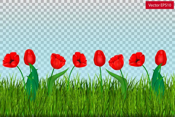 Zielona Trawa Czerwone Tulipany Przezroczystym Tle Wektor — Wektor stockowy