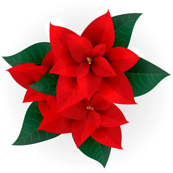 Poinsettias Pour Noël Isolé Sur Fond Blanc Vecteur Graphismes Vectoriels