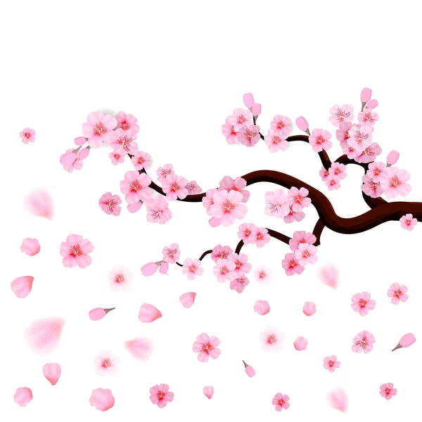Rosa Kirschblüte Mit Fallenden Blättern Isoliert Auf Weißem Hintergrund Frühlingskomposition — Stockvektor