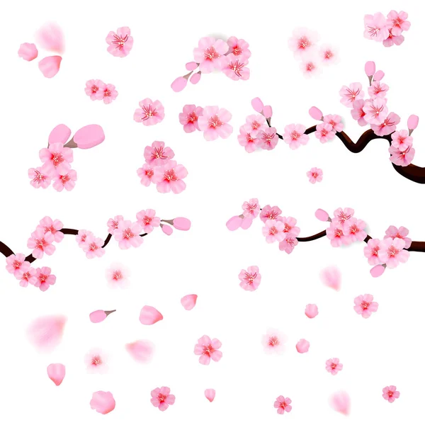 Pink Cherry Blossom Falling Leaves Isolated White Background Spring Composition — Stock Vector
