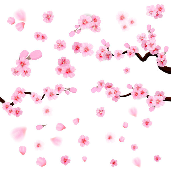 Pink cherry blossom with falling leaves. Isolated on white background. Spring composition with sakura. Vector illustration