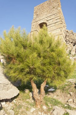 Pergamon antik şehir kalıntıları üzerinde büyüyen genç sedir