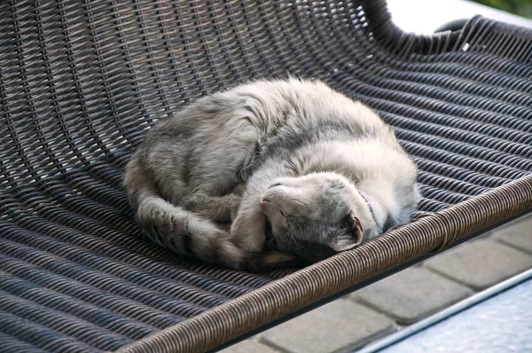 Fluffy Gray Cat Sleeps Wicker Chair Alone — Stock Photo, Image