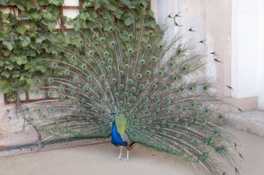 Binanın duvarının yakınında büyük parlak masal standları ile erkek tavuskuşu