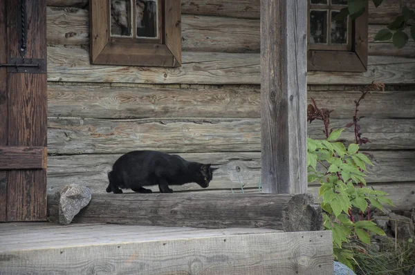 Die Schwarze Katze Die Allein Auf Der Treppe Eines Holzhauses — Stockfoto