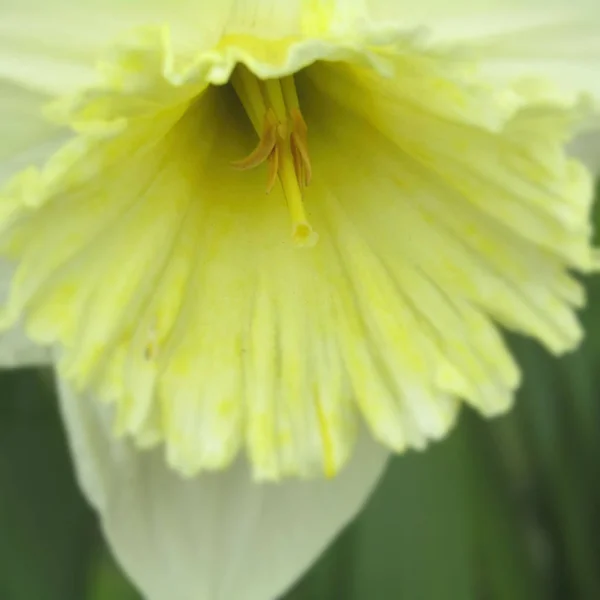 Narcissus — Stock Photo, Image