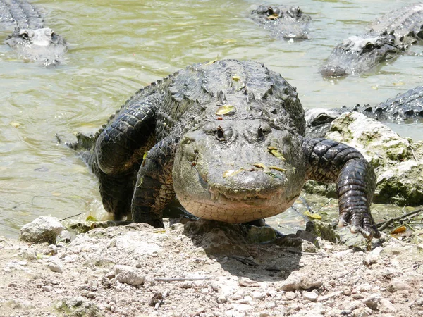 Attention Dangereux Alligator — Photo