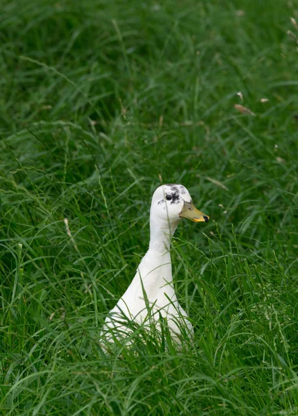 Ankungen Som Gömmer Sig Gräset — Stockfoto