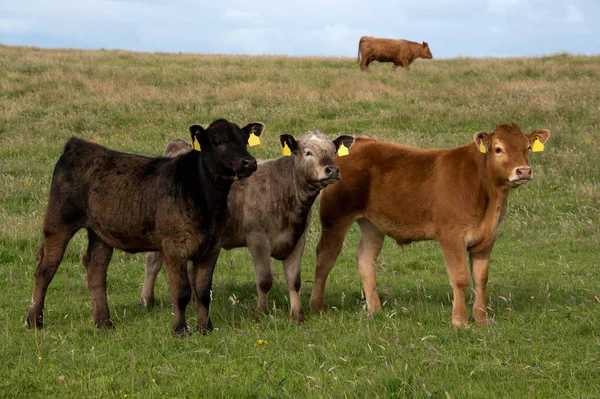 Calves Field — Stock Photo, Image