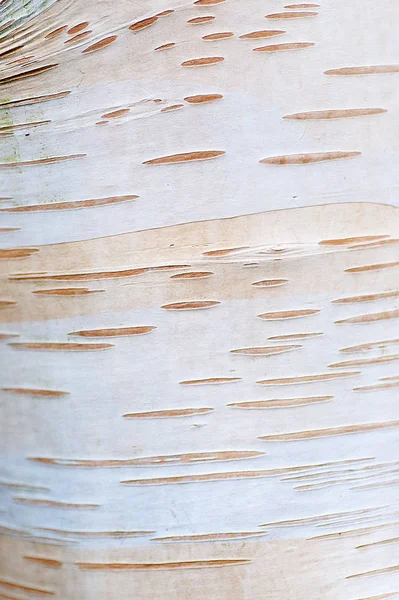 Padrão Casca Árvore Bétula Prata — Fotografia de Stock
