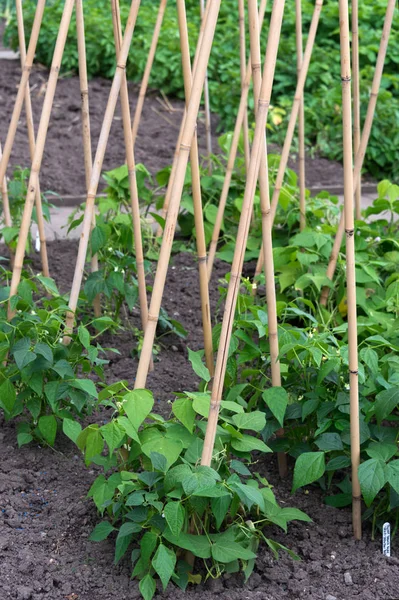 Fichi Freschi Vendita Mercato — Foto Stock