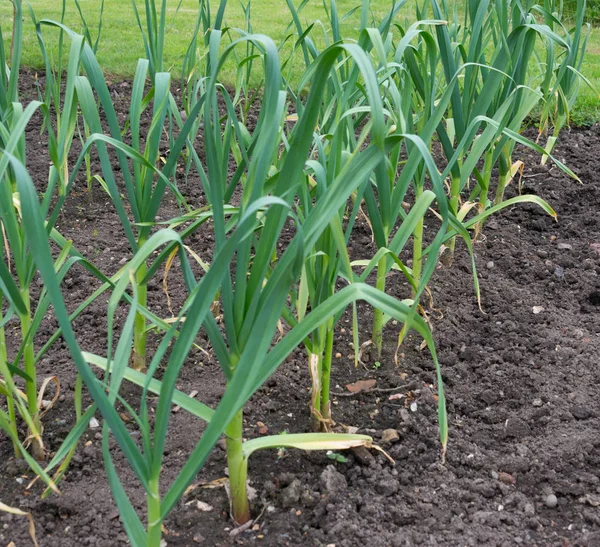 Garlic Plants Growing Allotment — Stock Photo, Image
