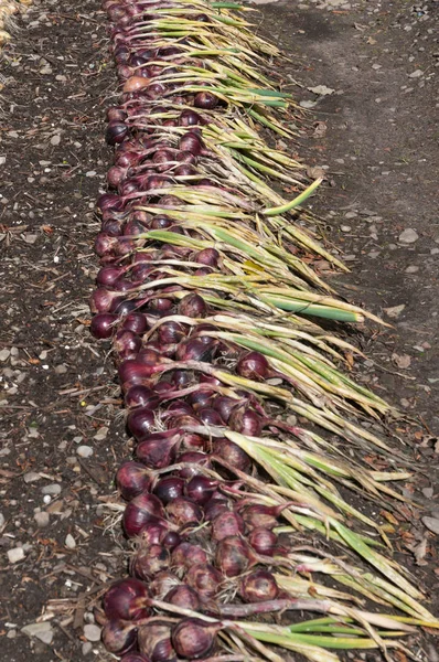 Oignons Rouges Séchage Sur Une Parcelle — Photo