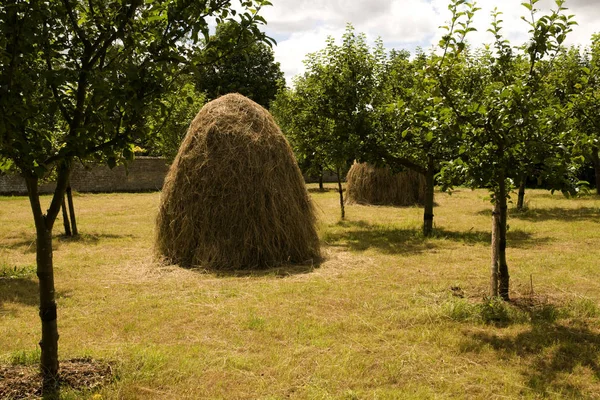 Yaz Aylarında Haystacks Bir Meyve Bahçesi Içinde — Stok fotoğraf