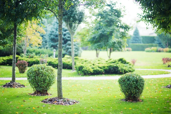 Pelouse Verte Beaux Buissons Dans Parc Municipal — Photo