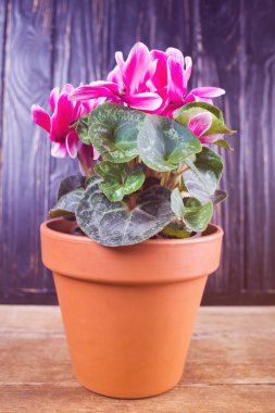 Siklamen çiçeği olduğunu