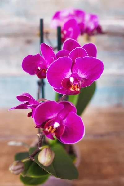 Orchidea viola — Foto Stock