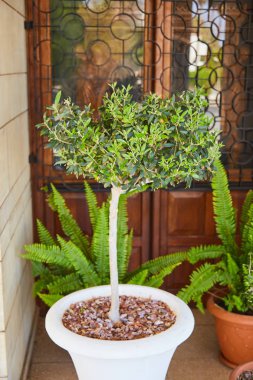 küçük zeytin ağacı 