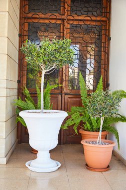 küçük zeytin ağacı