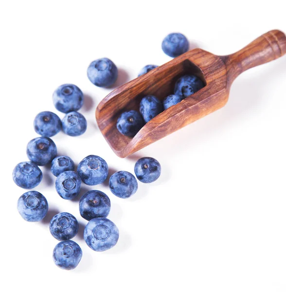 Verse Blueberry in Studio — Stockfoto