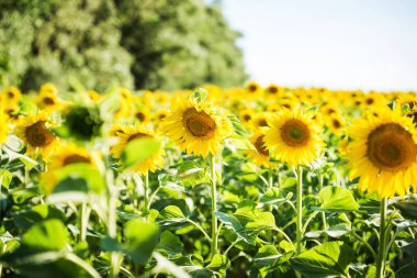 Sonsuz ayçiçekli tarla - yaz güneşli gün