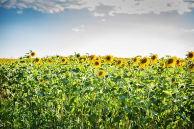 Sonsuz ayçiçekli tarla - yaz güneşli gün