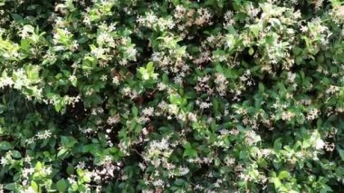 Güneşli beyaz yasemin çiçekleri dışında oldukça beyaz yasemin çiçek yeşil arka plan üzerinde bir güneşli gün açık havada kalıyor. Hassas ve aromatik beyaz yasemin çiçek Florida'da bir duvara yakın çekim.
